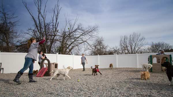 The facilities at Buddy's Doggie Day Care are meant to provide your pet with ample space in a fully-equipped climate controlled play area.