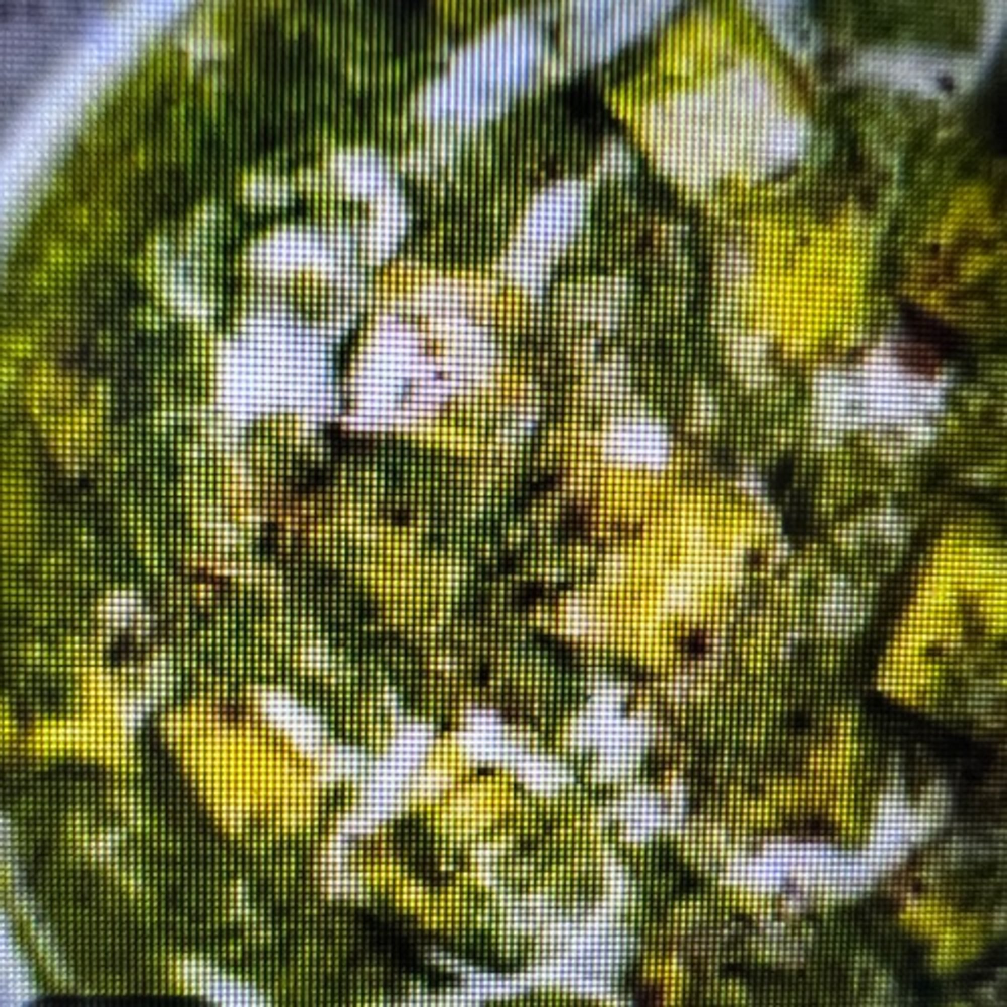 Paalak Paneer (GF)