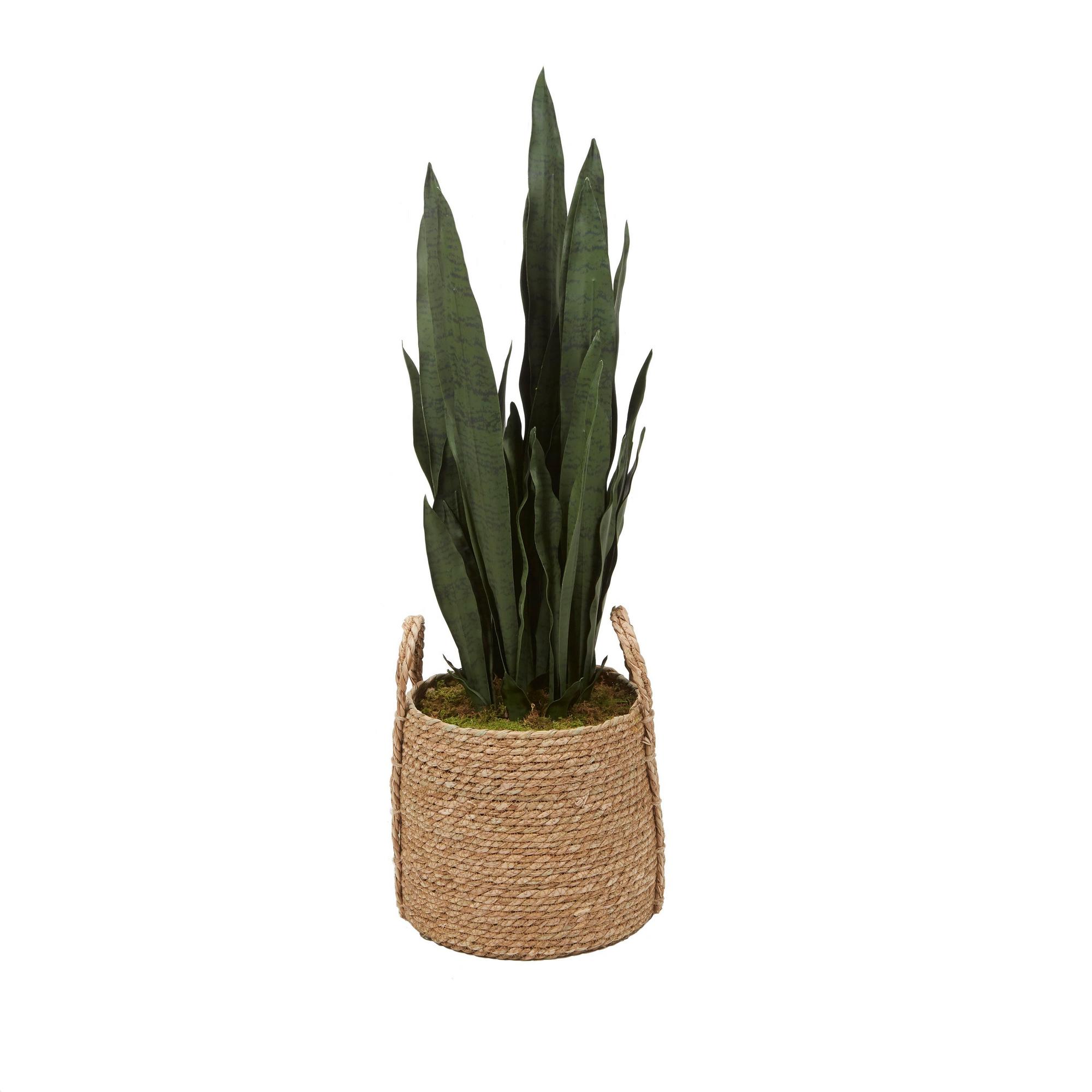 Snake Plant in Wyatt Basket