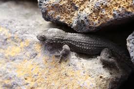 Reptile Feeders