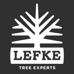 Lefke Tree Experts Photo
