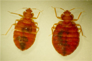 Images Aggressive Pest Control