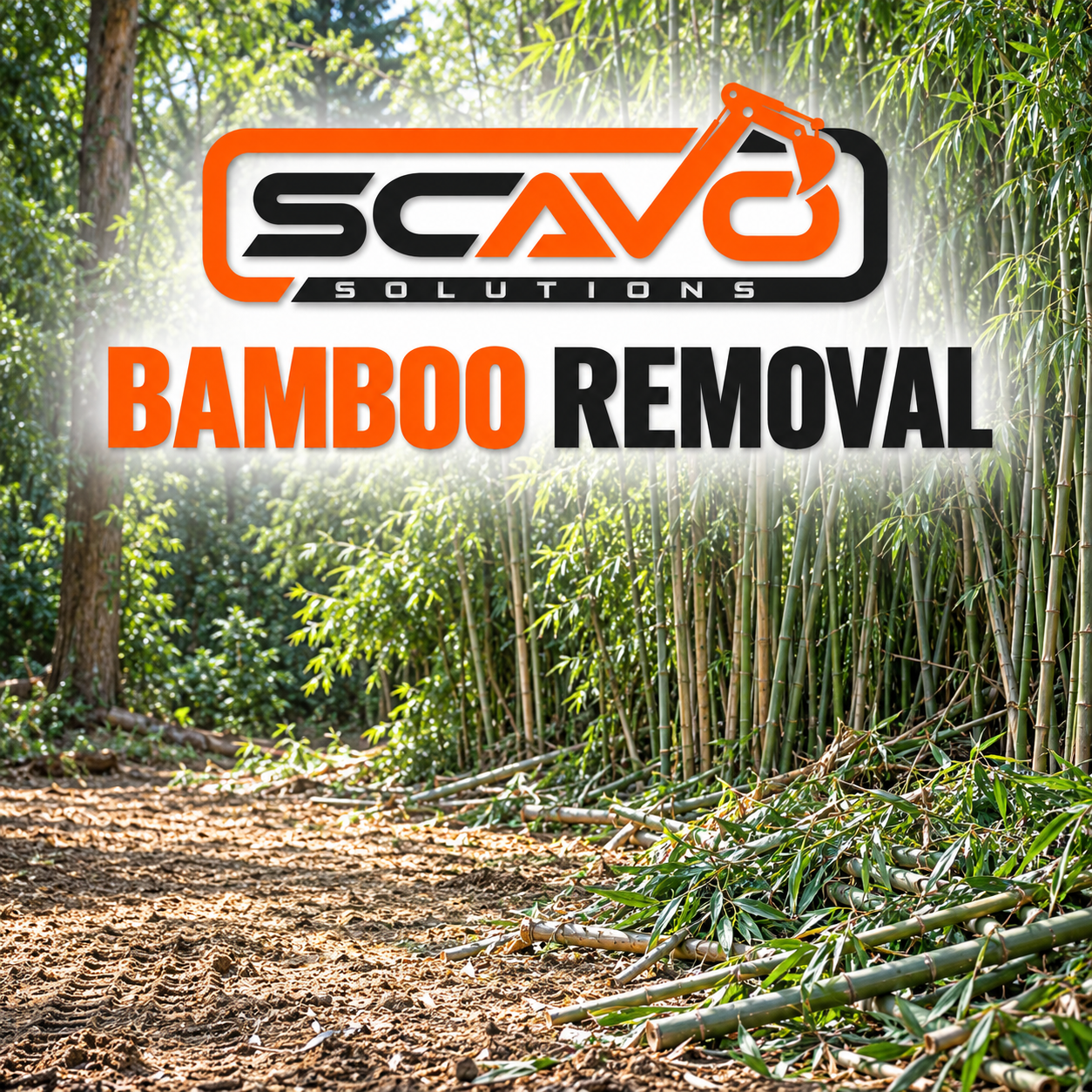 Bamboo Removal