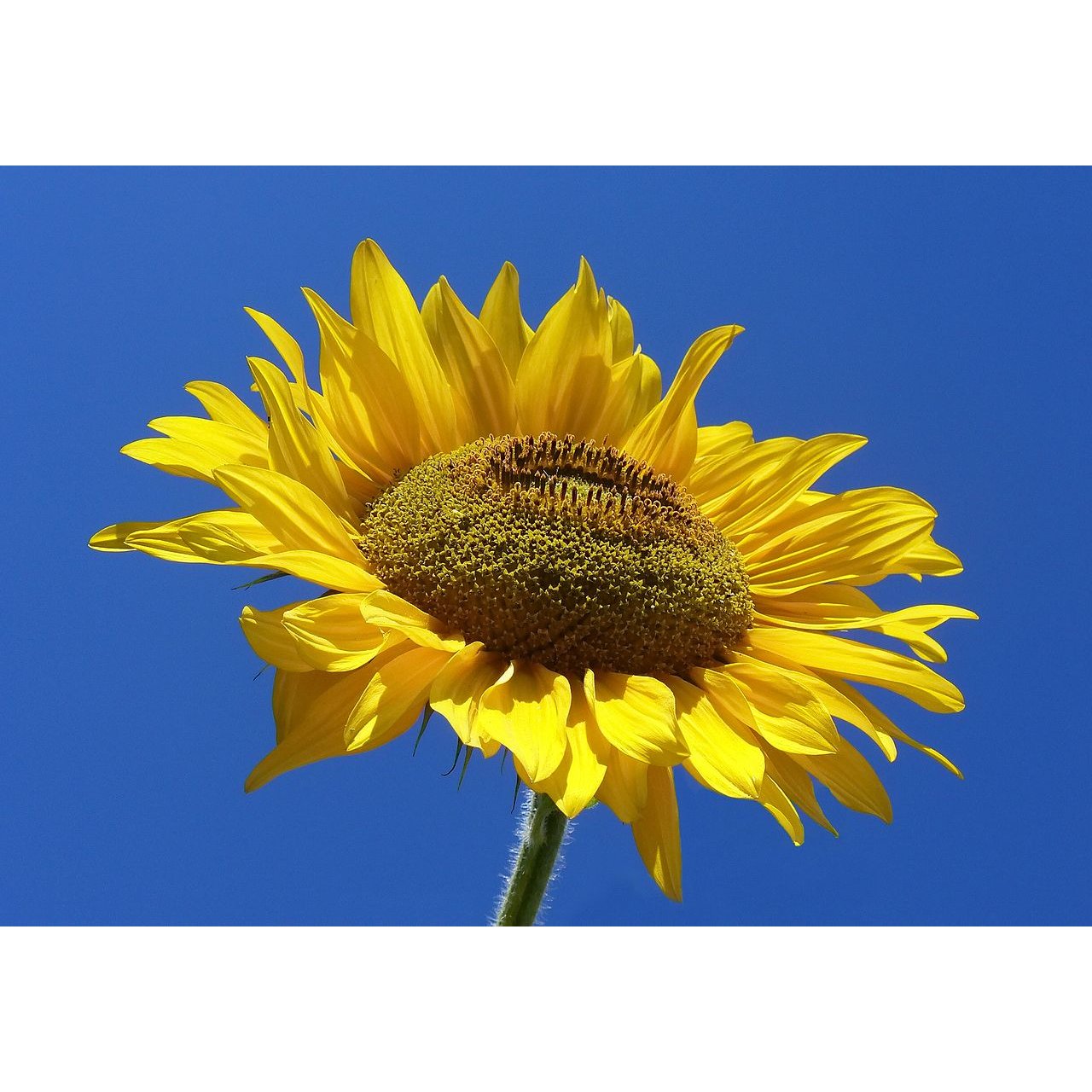 Tim Baker n Sons Tree Service Logo