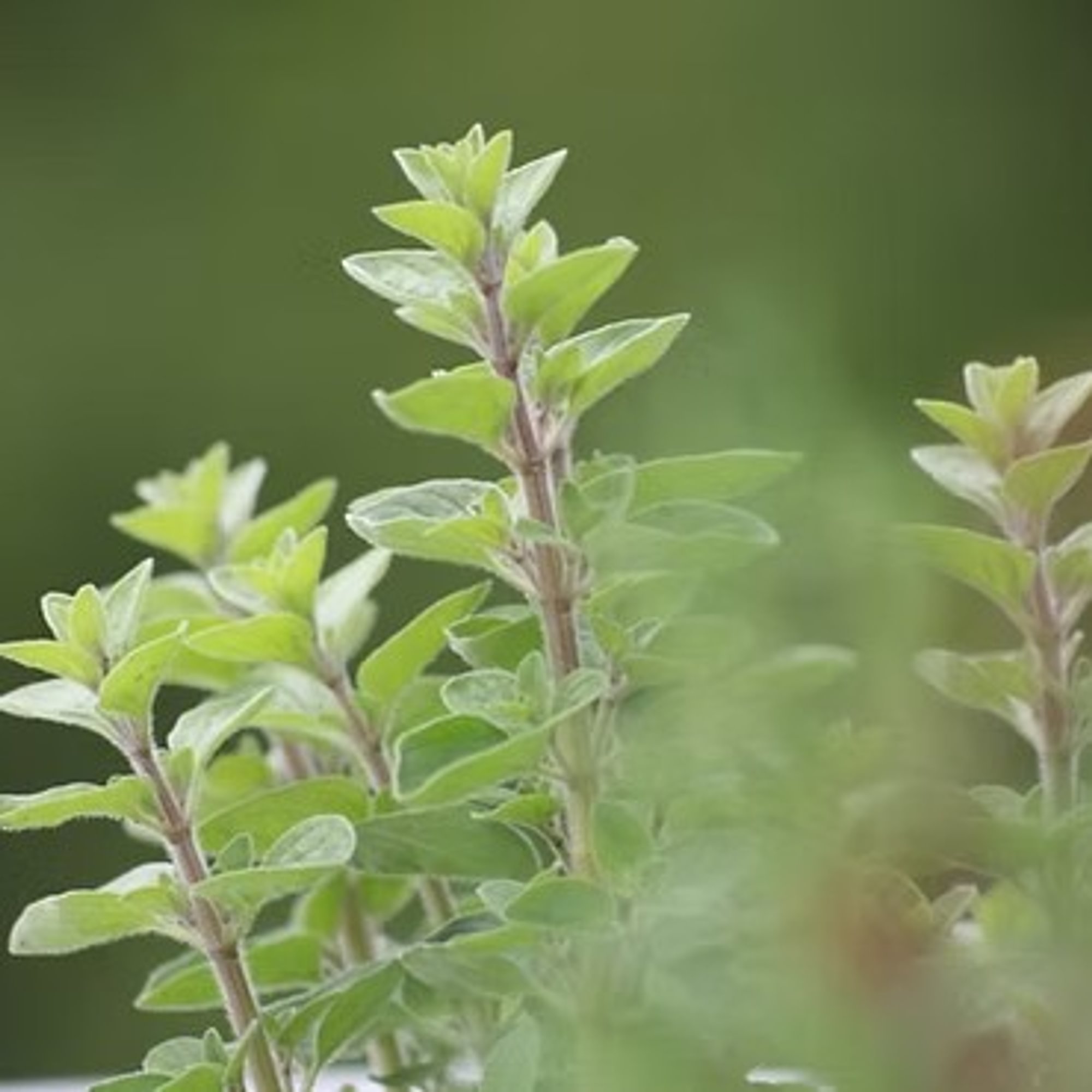 Oregano White Balsamic