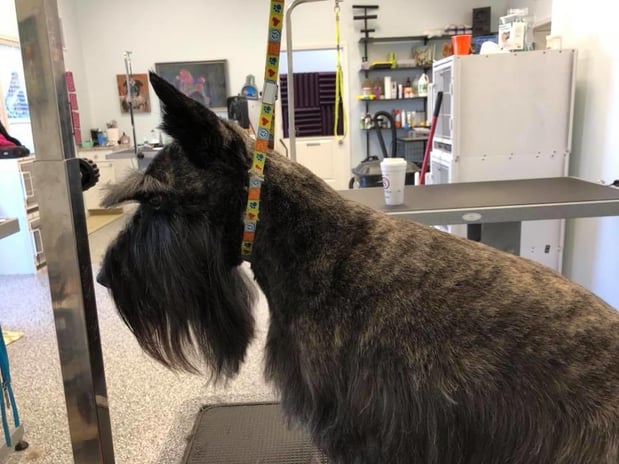 Images Grooming Haven