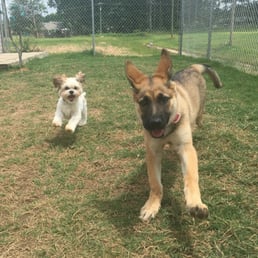 Images Pine Street Kamp K-9 Pet Resort and Day Spa
