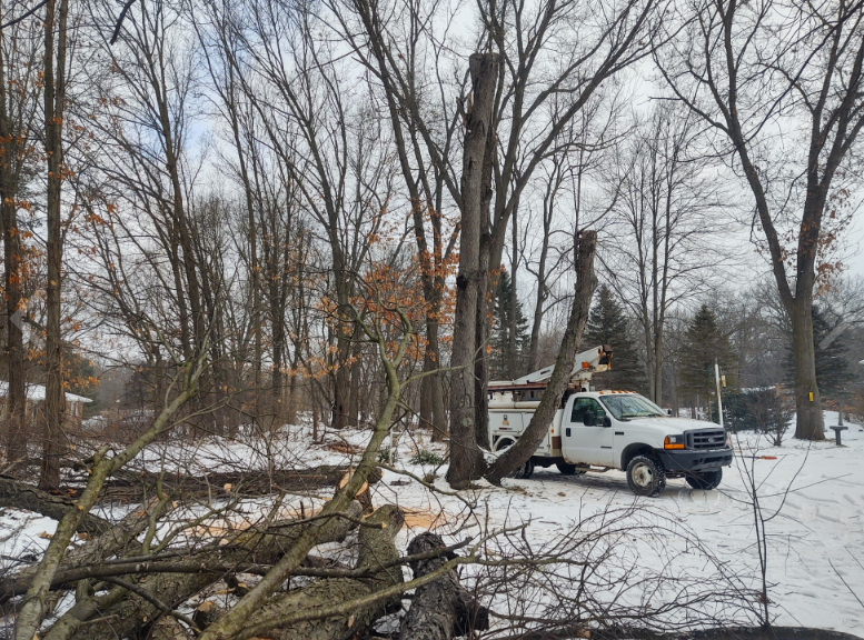 Stony Tree Service
