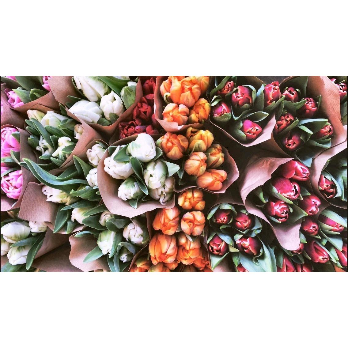 Nested Telluride Logo