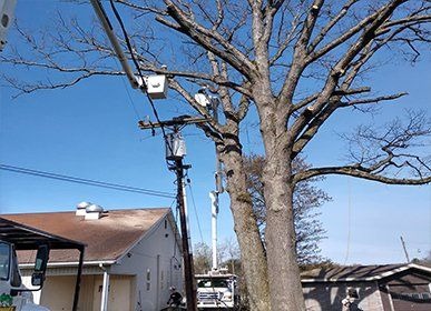 Arbor Pro's Tree Service Image