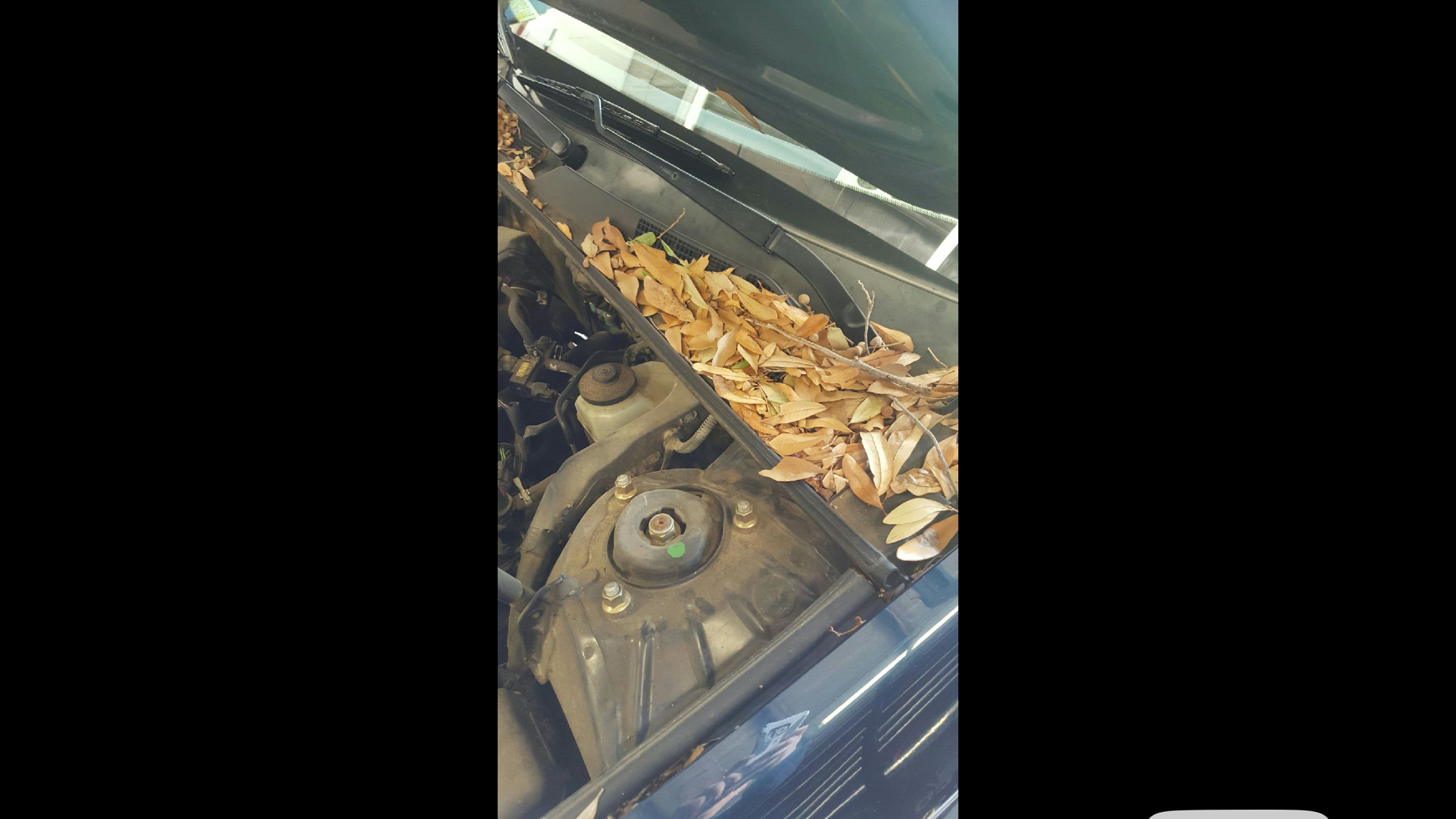 Quality Car Service Logo