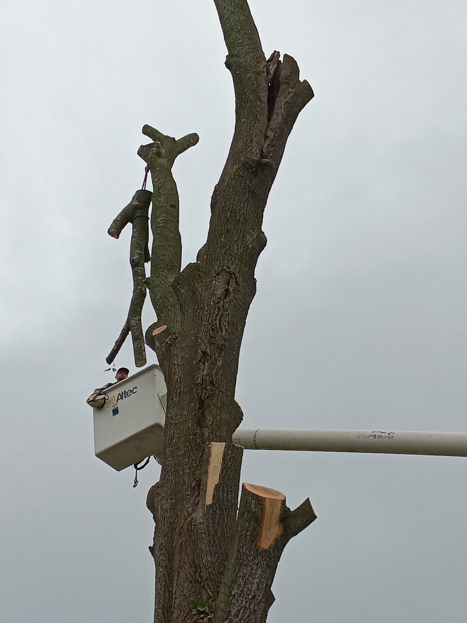 Triple G's Tree Service & Land Clearing Image