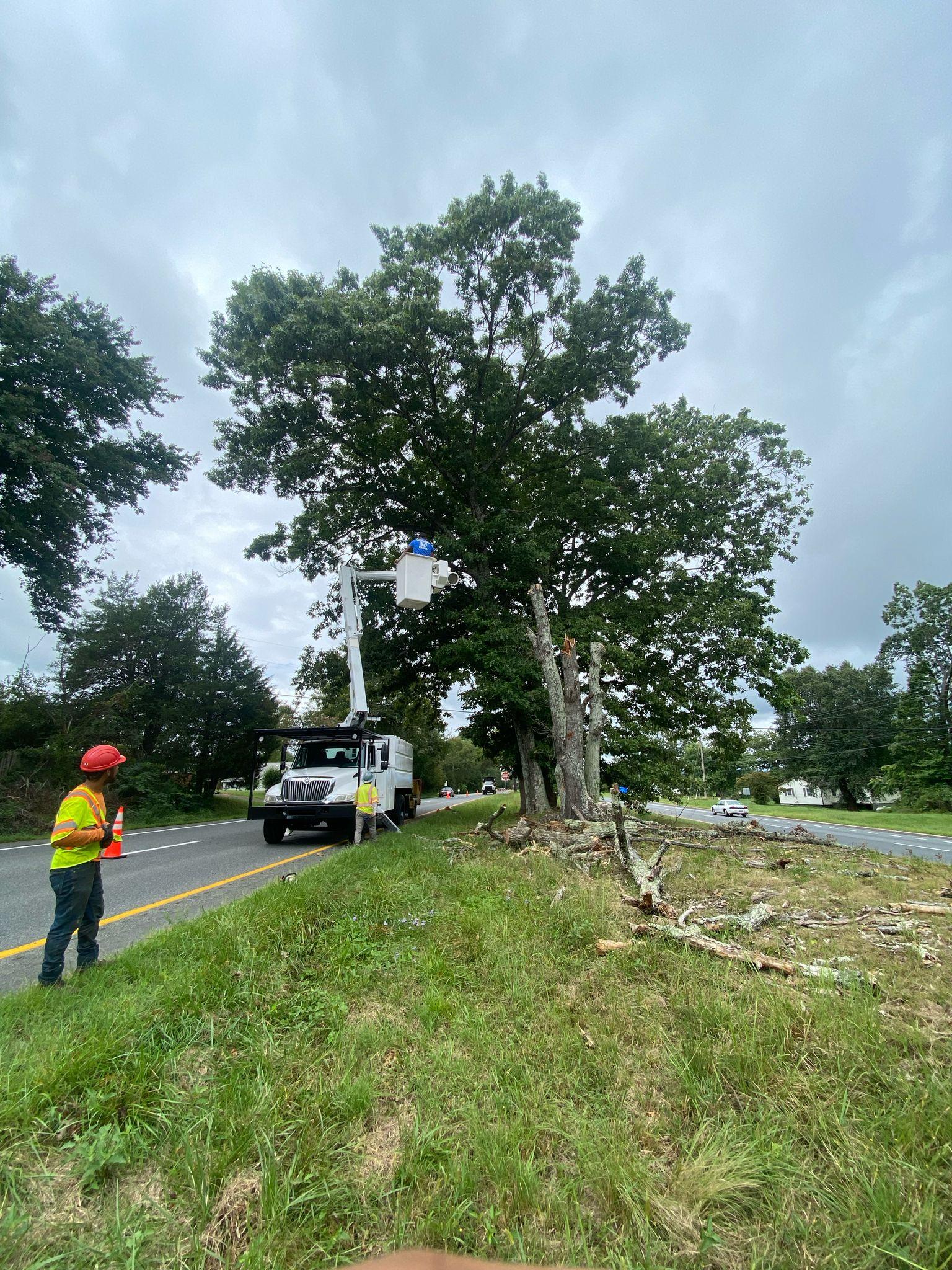 Y & VA TREE SERVICES LLC Image