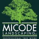 Mi Code Tree Service Logo