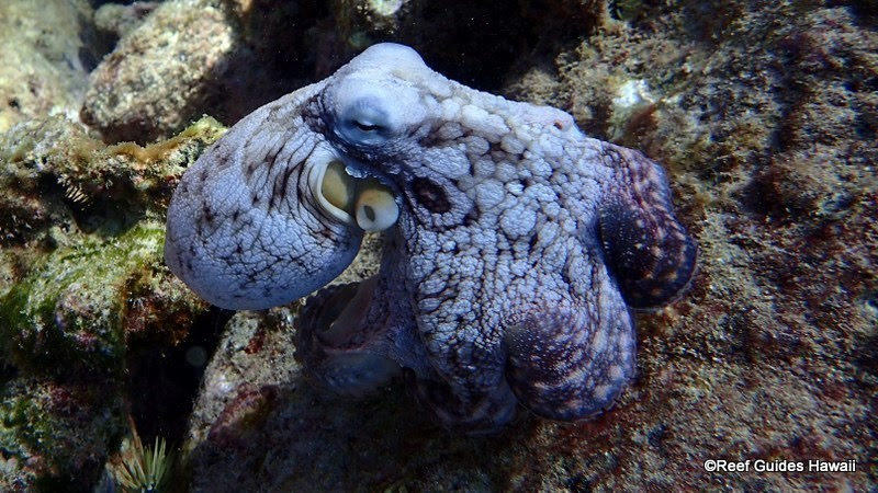 Images Reef Guides Hawaii