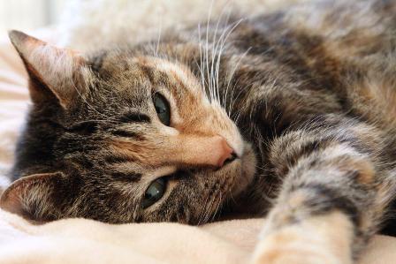 Pet Relocation Image