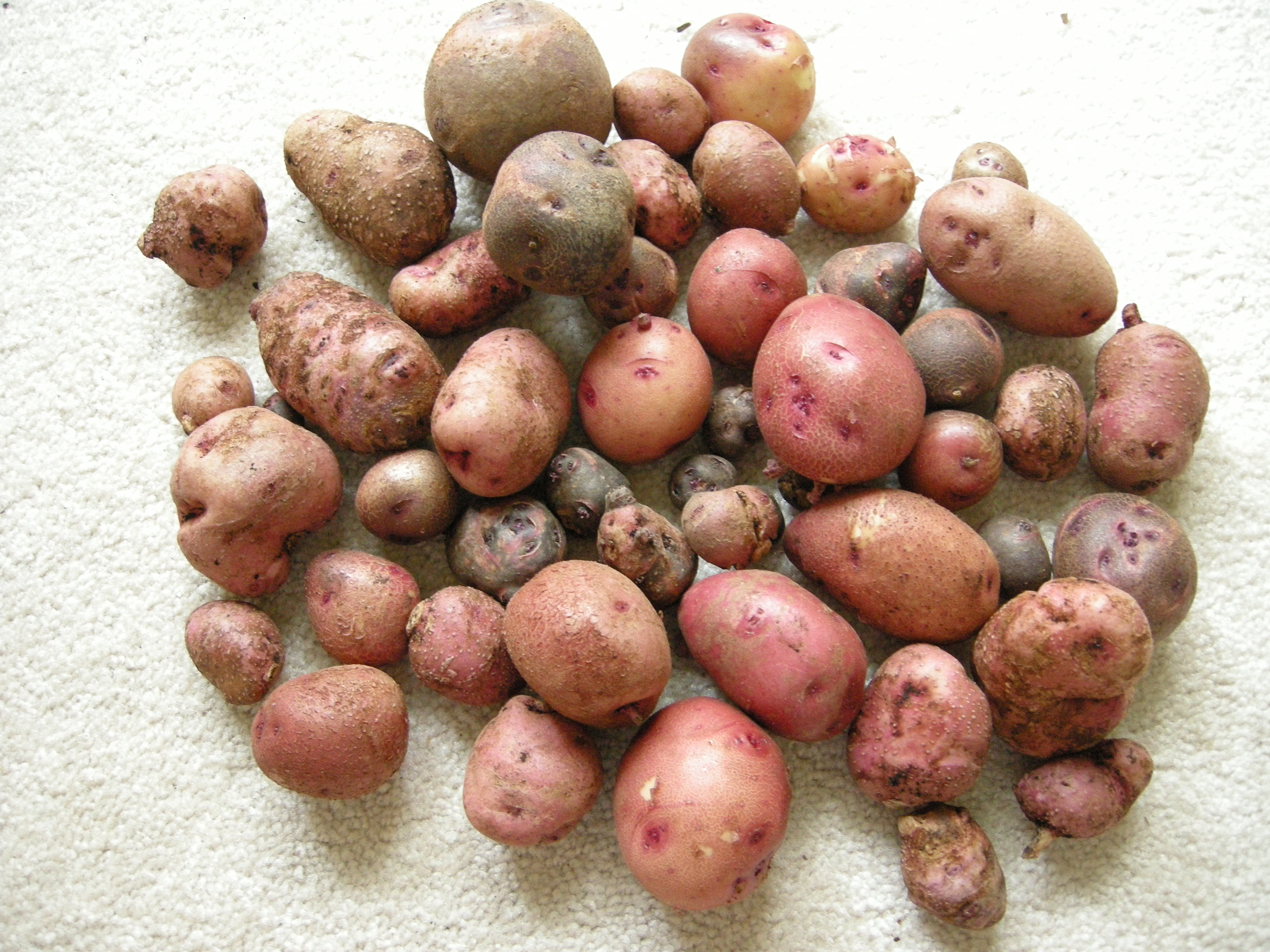 Green Thumb At Your Service Image