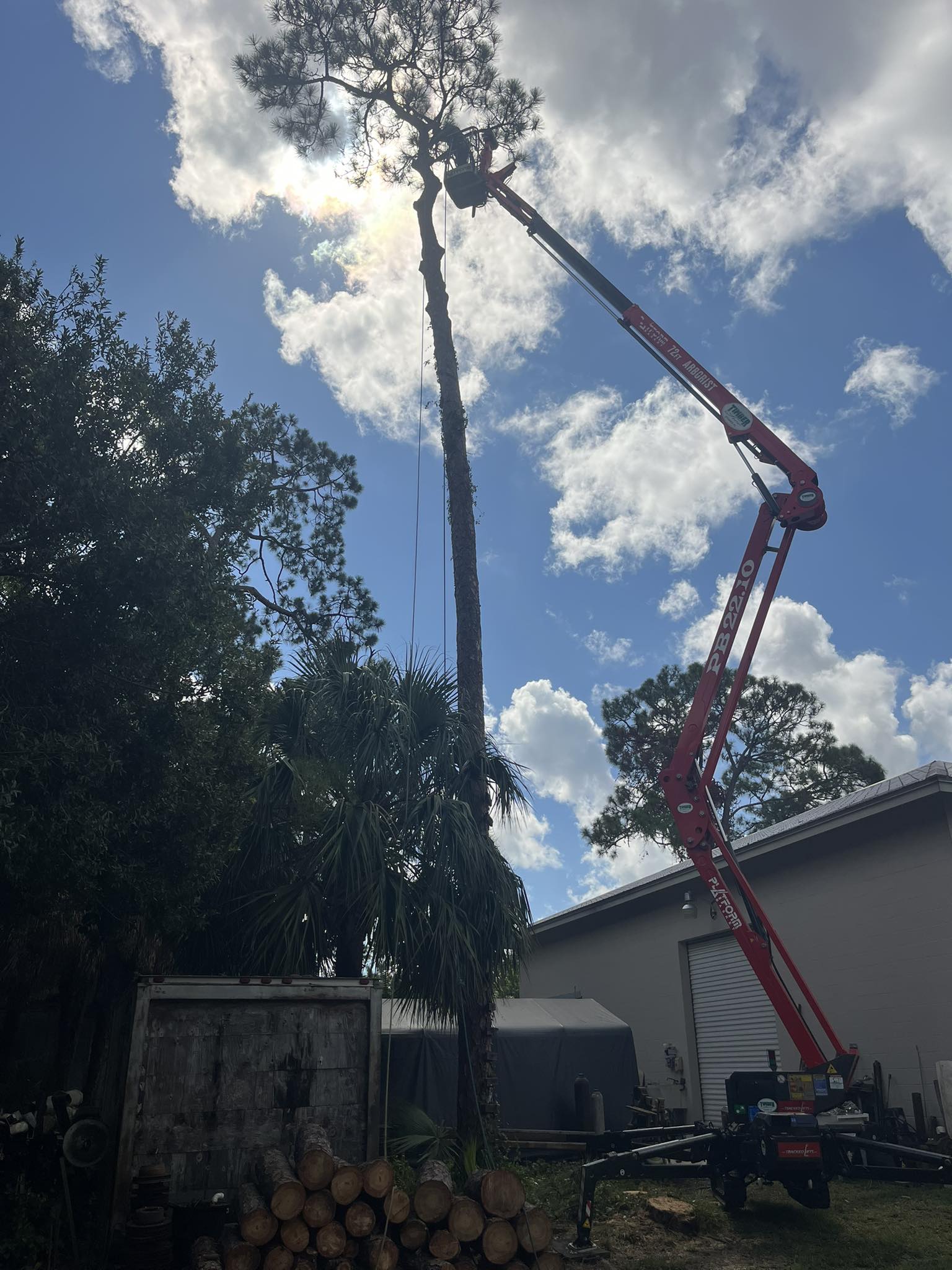 Timber Tree Co Image