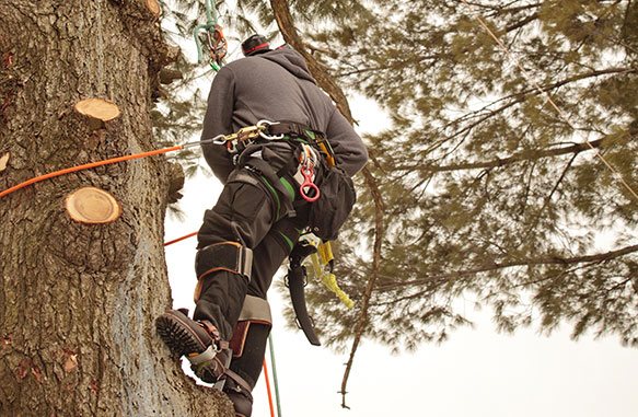 Images Tim's Tree Removal And Services LLC