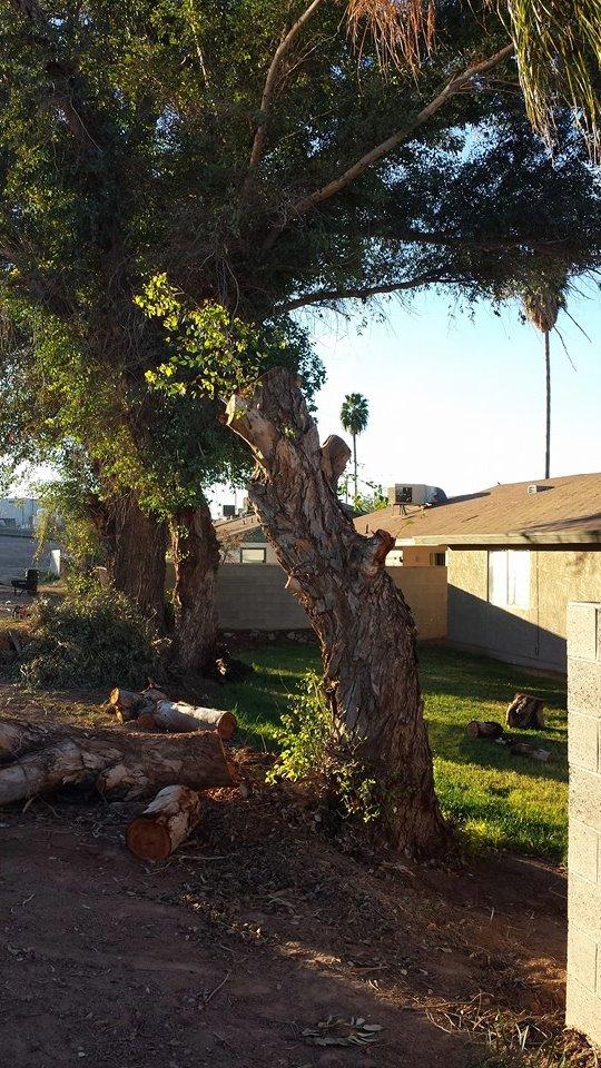 Pendleton Tree Service Yuma, AZ Business Profile