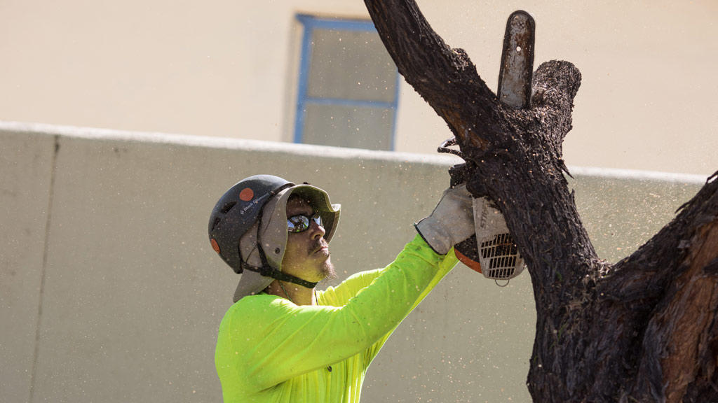 Branching Out Tree Service Photo