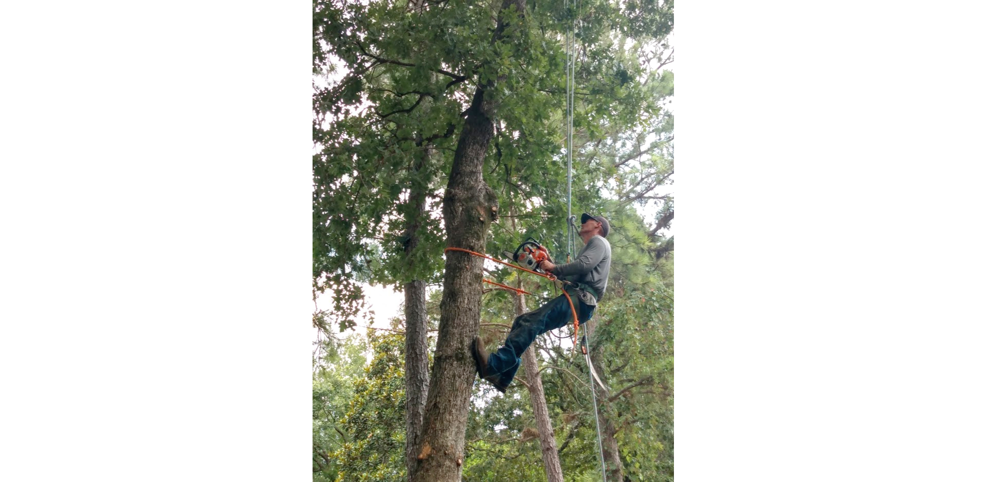 Woodard Tree Service Photo