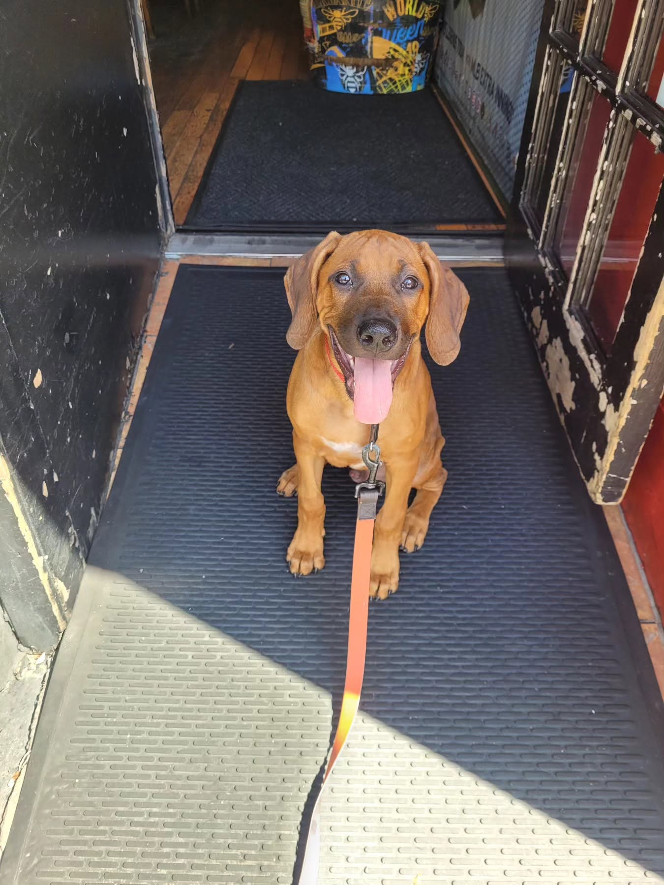 Private Dog Lessons