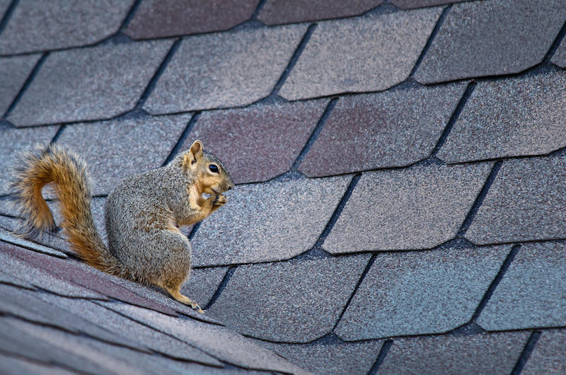 World Class Wildlife Removal & Rodent Remediation Photo