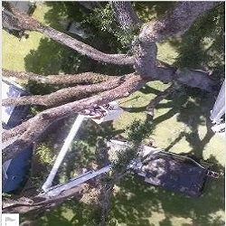 Windsor & Son Tree Service Photo