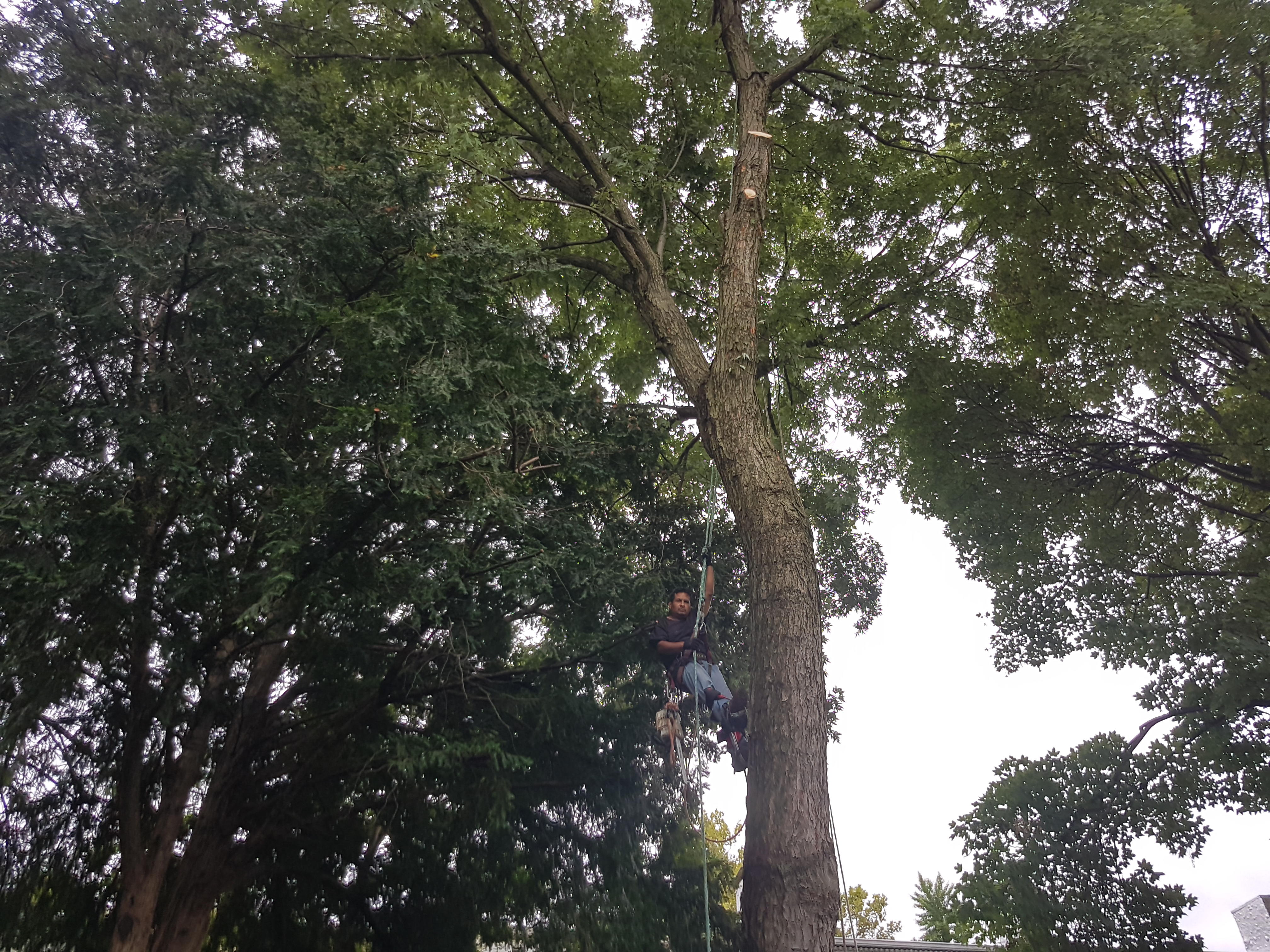 K&amp;J Landscaping &amp; TreeService Logo