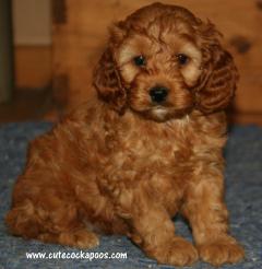 Cute Cockapoos Image