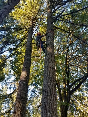 Images Tim's Tree Removal And Services LLC