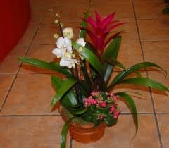 Images Floristería Reche