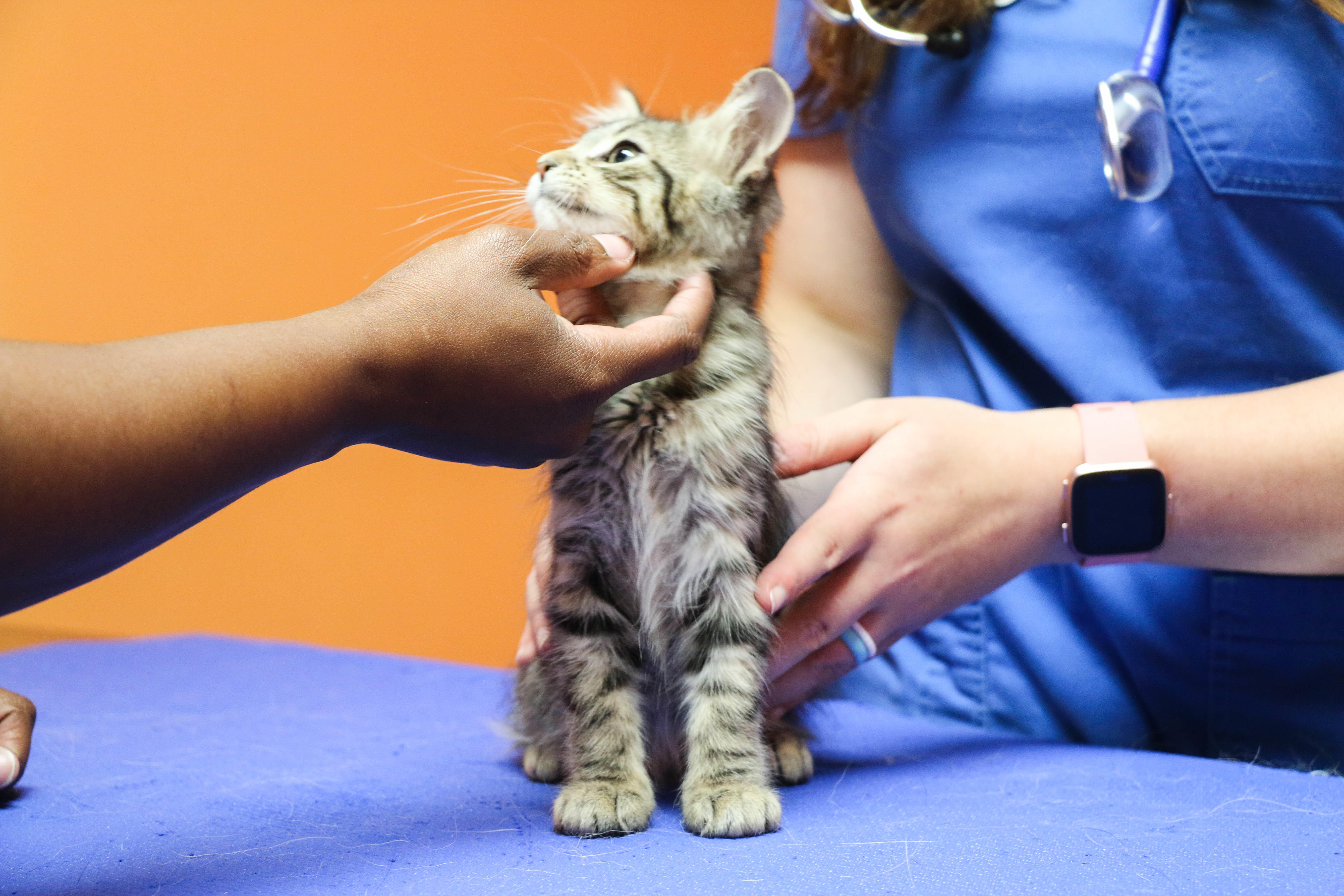 The Animal Hospital of North Charleston Photo