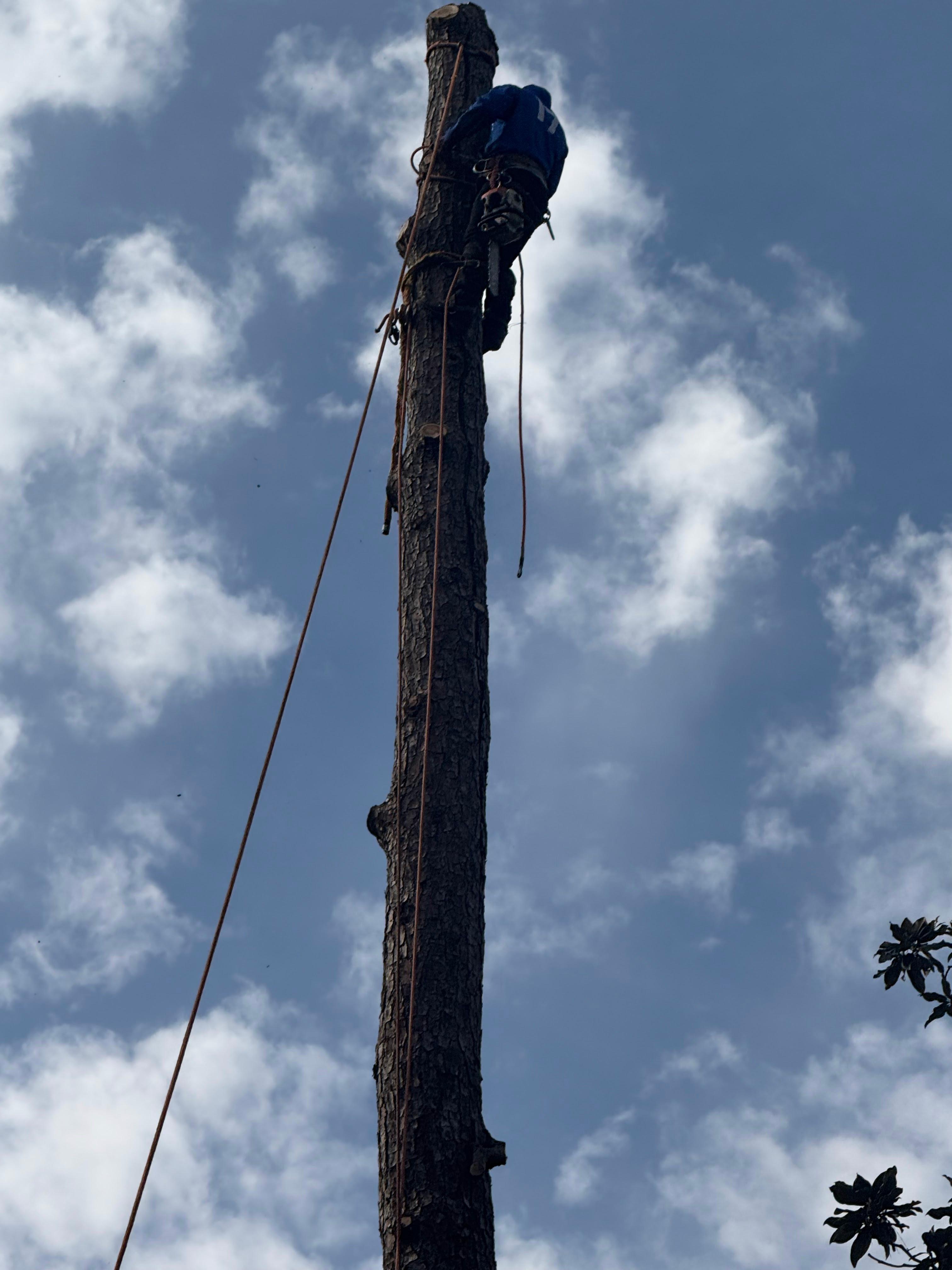 JJ Garcia Professional Tree Service Image