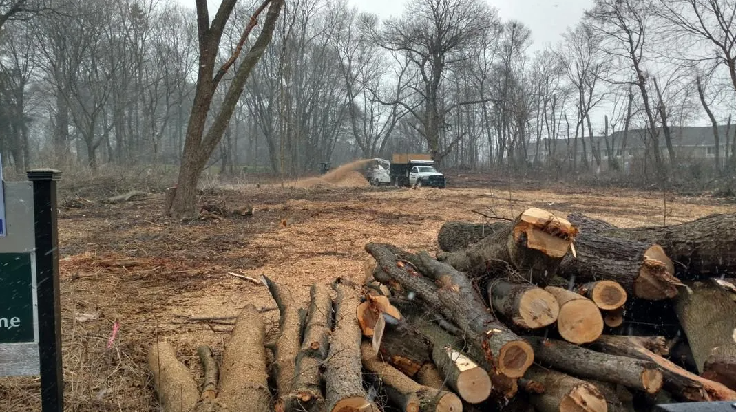 Budget Tree Service Image