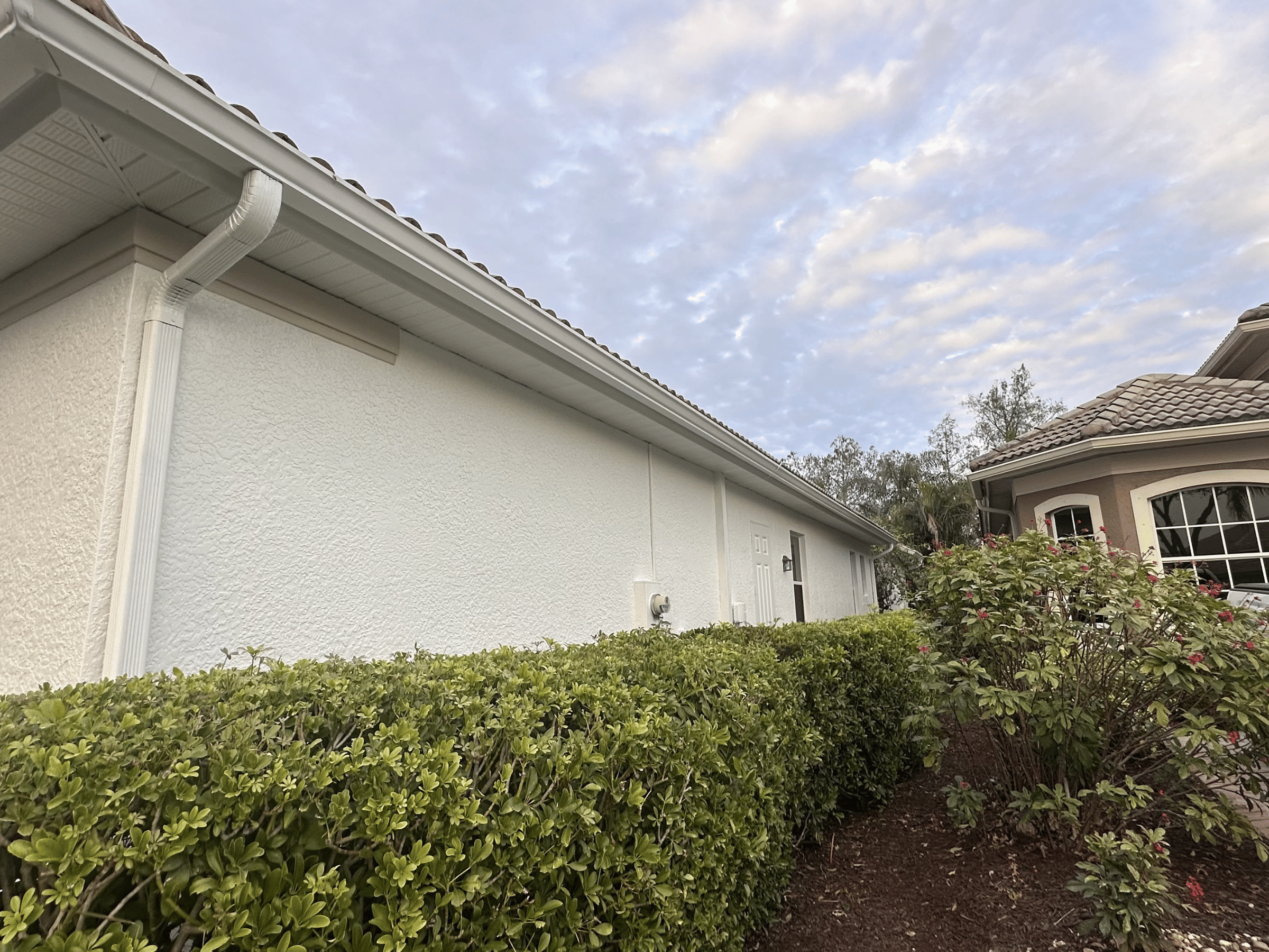 Peach Painting Image