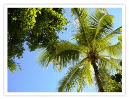 Florida all Outdoor services Logo