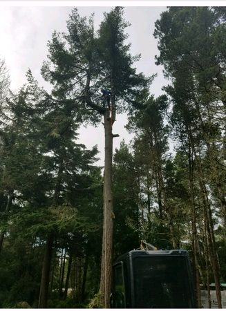 Images Tim's Tree Removal And Services LLC