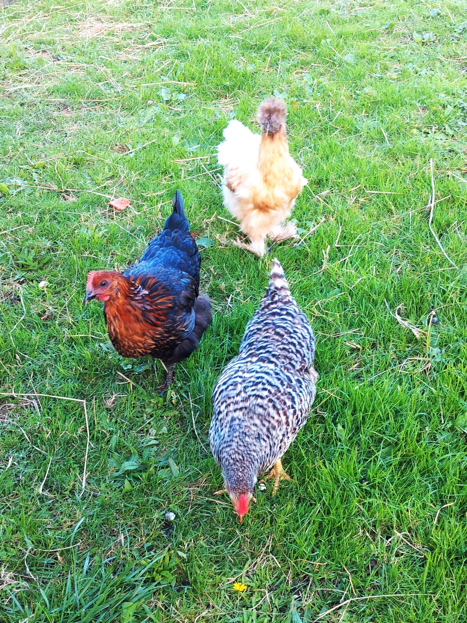 Miniature de la galerie