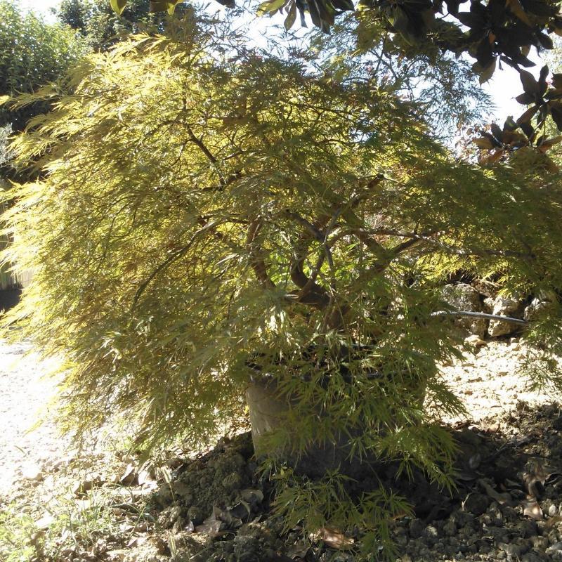 Images Cesari Garden Vivaio Piante