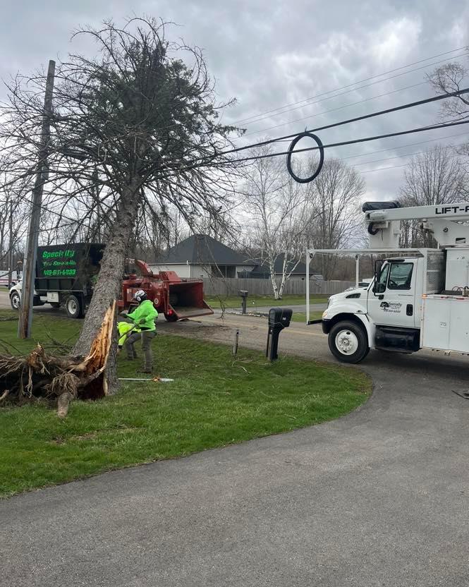 Specialty Tree & Bucket Service Image