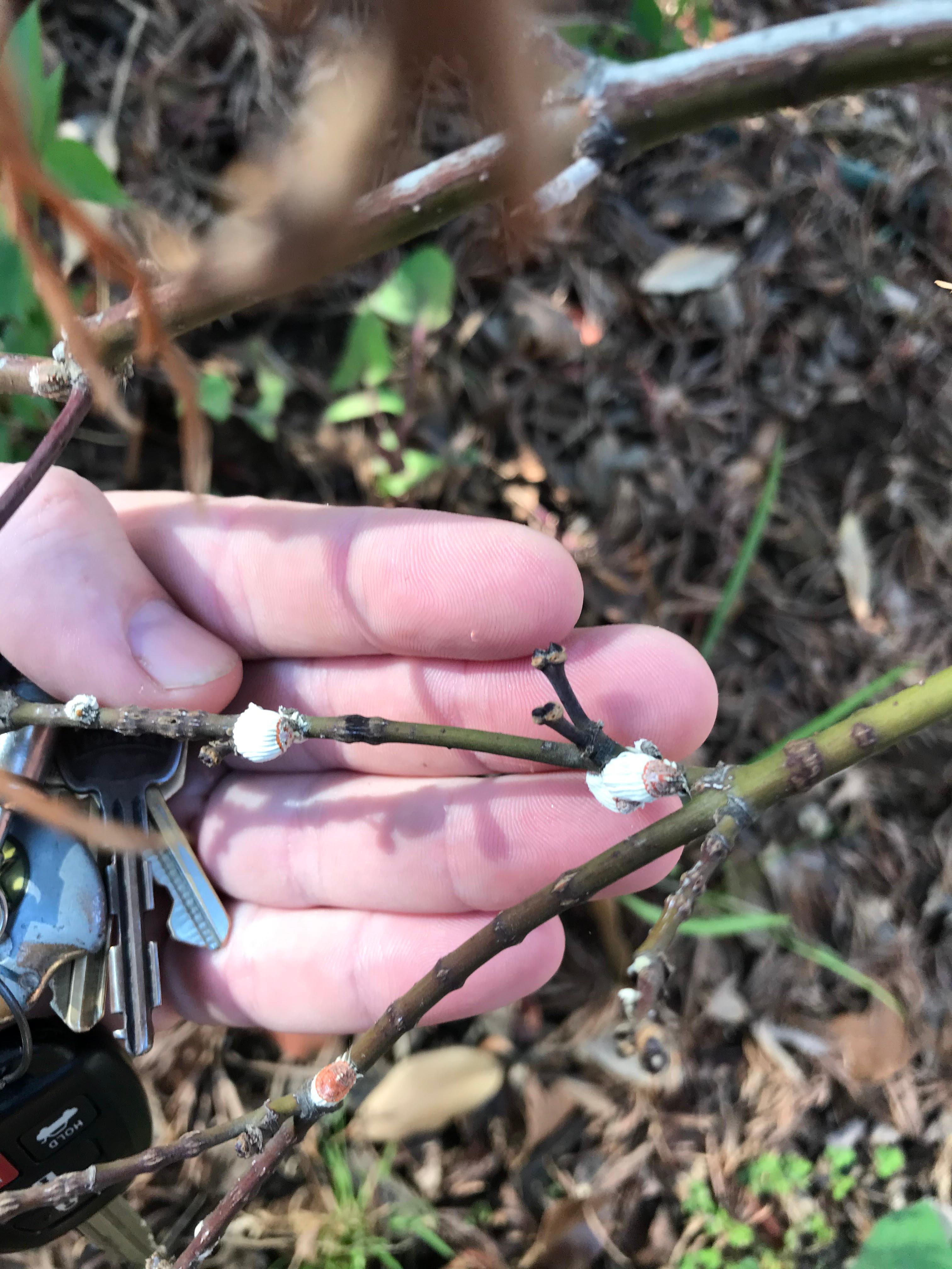 Capital Arborists, Inc. Image