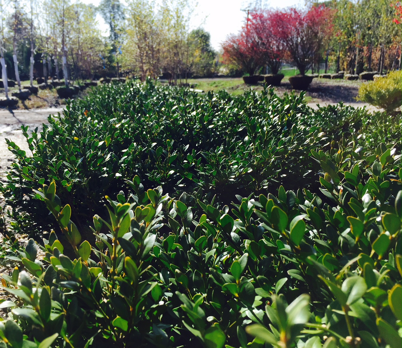 Rolling Hills Nursery Photo