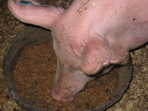 Pig Feed