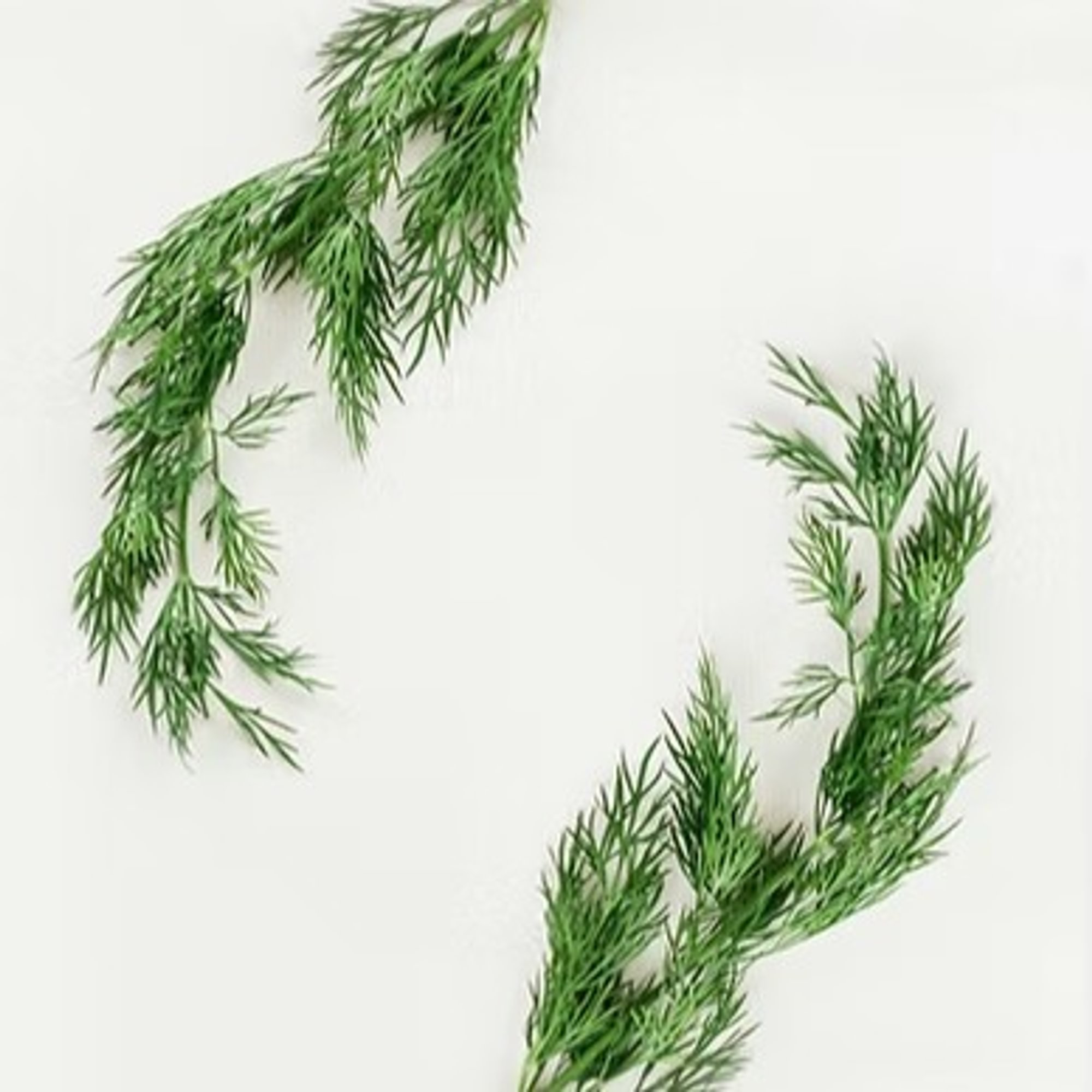 Wild Fern-leaf Dill Olive Oil