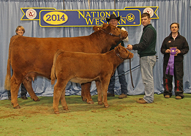 Triple K Gelbvieh Image