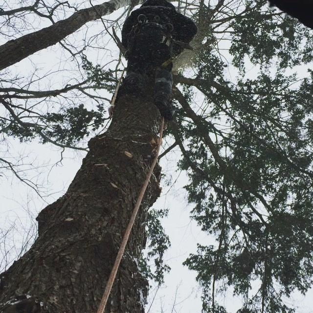 Muskoka Evergreen Tree Service Limited