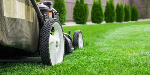 5 Tips to Keep Your Lawn Healthy and Green