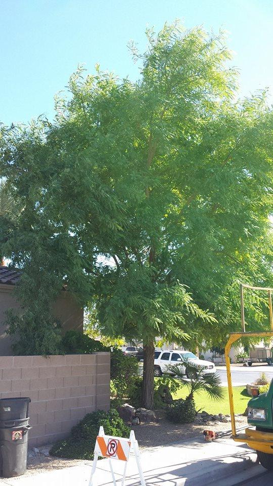 Pendleton Tree Service Yuma, AZ Business Profile